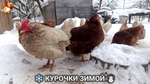 Куры зимой очень счастливы 🤗❄️⛄ (13)