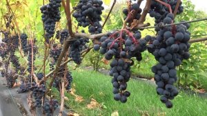 Виноград Благодать .