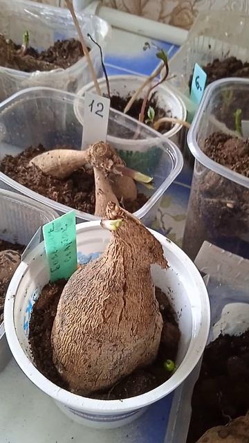 раскладывание георгин на проращивание смотреть онлайн