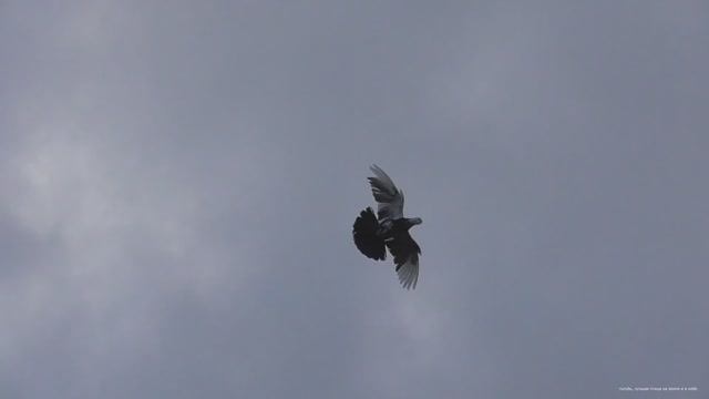 Чиль на посадке смотреть онлайн