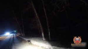 Найденного на обочине сельской дороги замерзшего ягнёнка красноярские полицейские передали хозяину