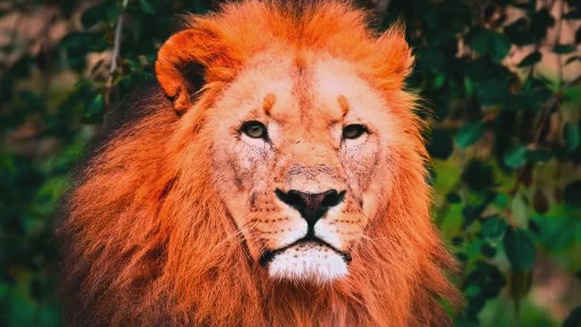 СПОКОЙНАЯ МУЗЫКА: ДЛЯ ОТДЫХА И ЗАСЫПАНИЯ смотреть онлайн