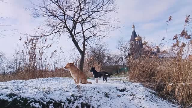 Сериал «Пёс» « Пёс рыжик пёс и малявка» ледовый период📌 смотреть онлайн