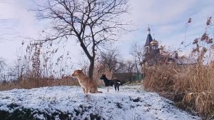 Сериал «Пёс» « Пёс рыжик пёс и малявка» ледовый период📌