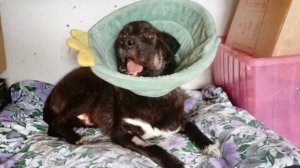 Продолжаем лечение Оливии, ждём приём у врача