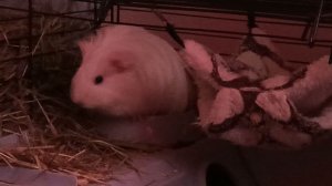 Морская свинка