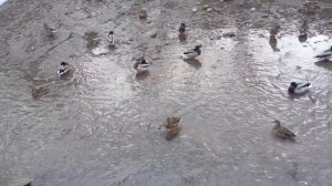 Все слетелись зимовать в Кисловодском Курортном парке! Кисловодск,январь 2026