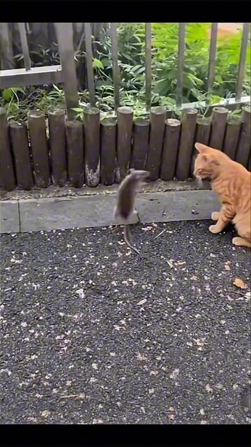 я сейчас черепашкам все скажу #прикол #приколы #юмор смотреть онлайн