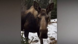 Приколы, КОГДА ЖИВОТНЫЕ САМИ ВЫБИРАЮТ СЕБЕ ХОЗЯЕВ. САМЫЕ ЗАБАВНЫЕ ВИДЕО 2025