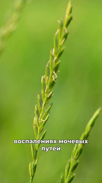 очистит кровь и суставы смотреть онлайн