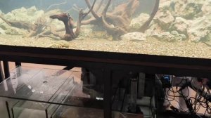 ВЫСТАВКА КЛУБА  РУССКИЕ АКВАРИУМЫ 2026. ФИНАЛЬНЫЕ ПРИГОТОВЛЕНИЯ