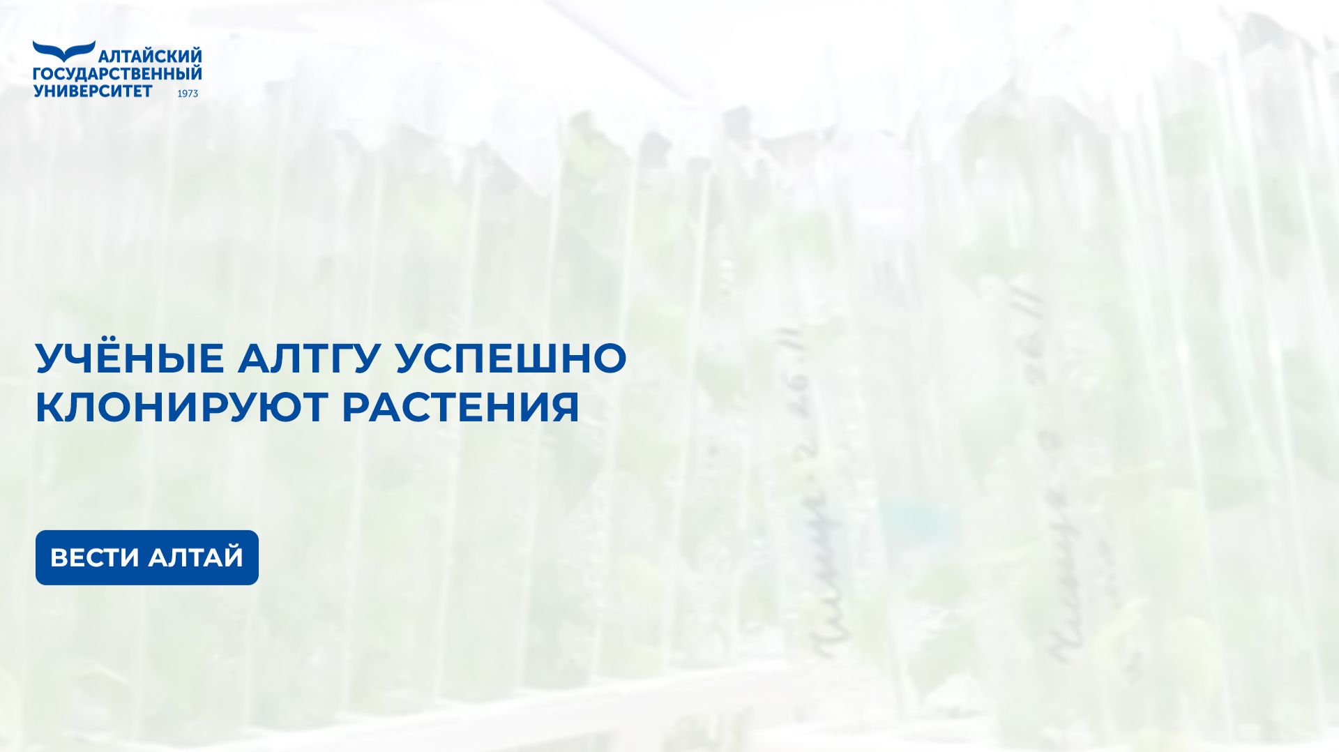 Учёные АлтГУ успешно клонируют растения смотреть онлайн