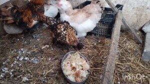 Южная зима. Неотложные дела. Какая, яйцекладка у кур.