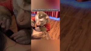 ASMR Monkey Grooming
