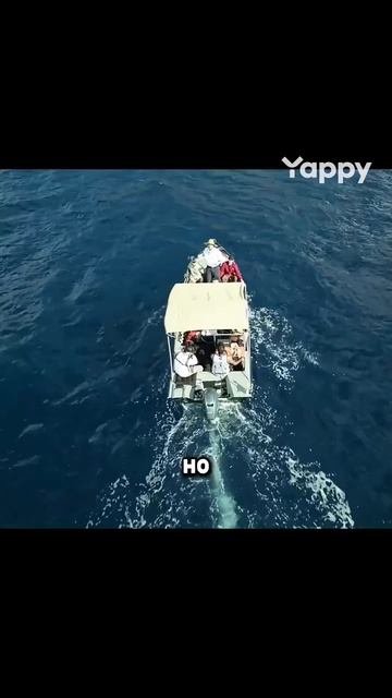 Змеиный остров — место, где обитают только змеи 🐍. смотреть онлайн