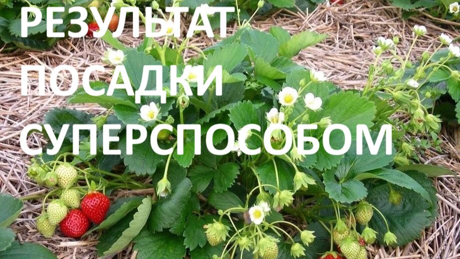 Результат посадки клубники суперспособом( архив) смотреть онлайн