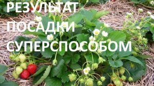 Результат посадки клубники суперспособом( архив)