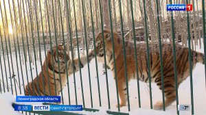 Вести Санкт-Петербург. Выпуск 08.35 от 14.01.2026