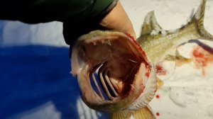 Ночные проверки жерлиц. Тряслись руки от такой рыбы