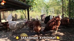 Забавные курочки несушки на сельском подворье 🤗😂😜 (92)