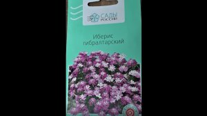 Иберис из семян