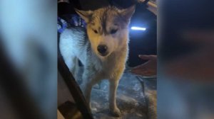 В Сочи спасли сбитую поездом хаски