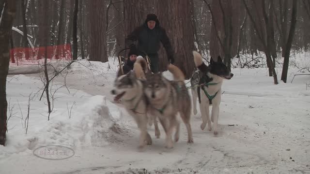 " Серебро севера " (7) Деревня ездовых собак. Катание на санях . смотреть онлайн