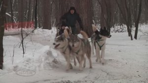 " Серебро севера " (7) Деревня ездовых собак. Катание на санях .