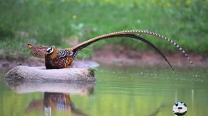 Пёстрый китайский фазан или Королевский фазан Syrmaticus reevesii