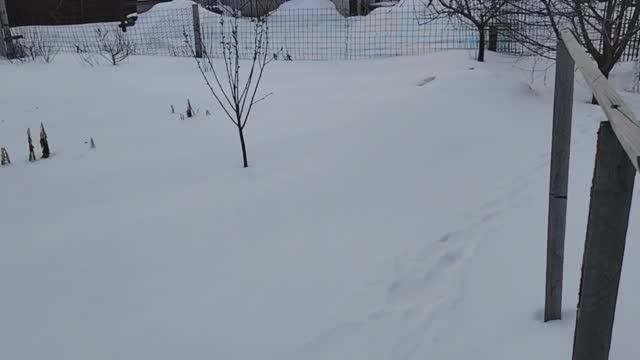 В ОГОРОДЕ СНЕГА НЕМНОГО🤷/ЭКСПЕРИМЕНТ смотреть онлайн