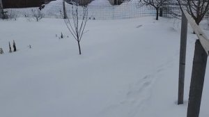 В ОГОРОДЕ СНЕГА НЕМНОГО🤷/ЭКСПЕРИМЕНТ