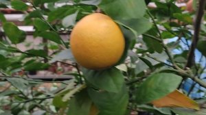 Новогодние праздники закончились прогулкой в Лимонарий