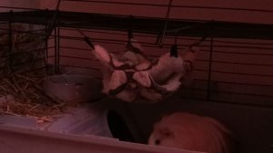 Морская свинка