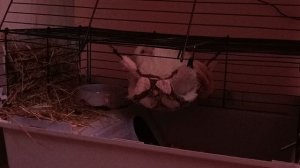 Морская свинка