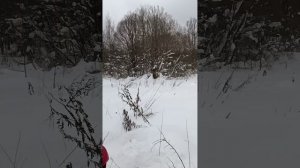 Территория вокруг заброшенной избы🏡