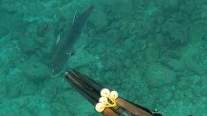 Подводная охота / Полосатый джек и желтоперый тунец