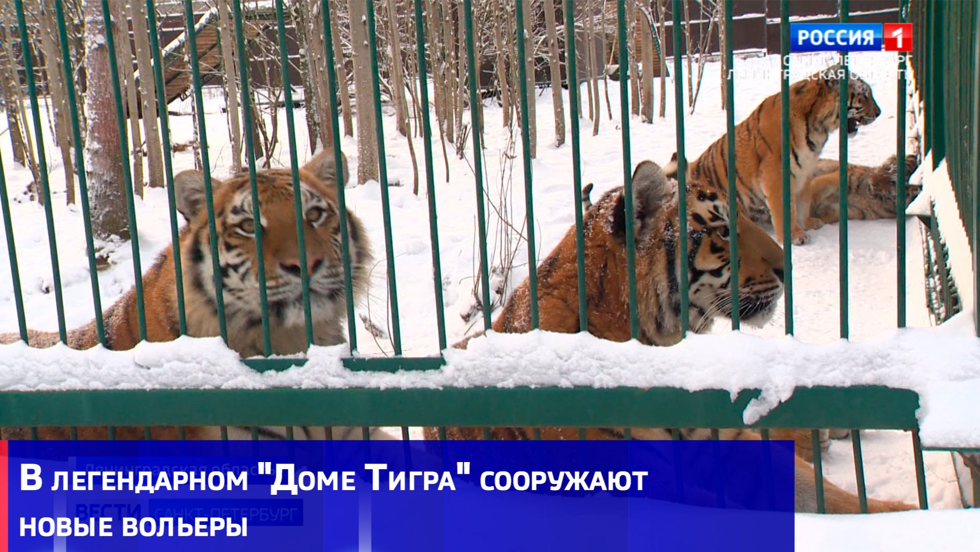 Новые вольеры для новых кошек: в "Дом Тигра" привезут хищников, пострадавших от браконьеров смотреть онлайн