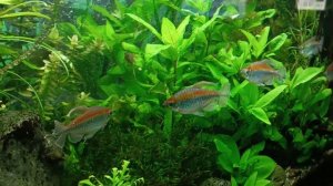 королевский Конго аквариумные рыбки