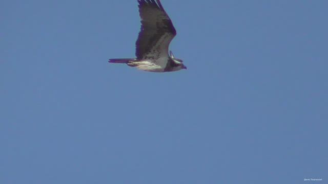 Скопа попала в кадр Орлы карлики прочёсывают территорию смотреть онлайн