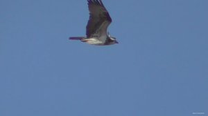 Скопа попала в кадр Орлы карлики прочёсывают территорию