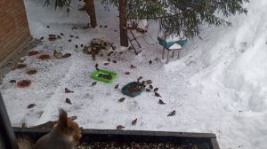 общая столовая