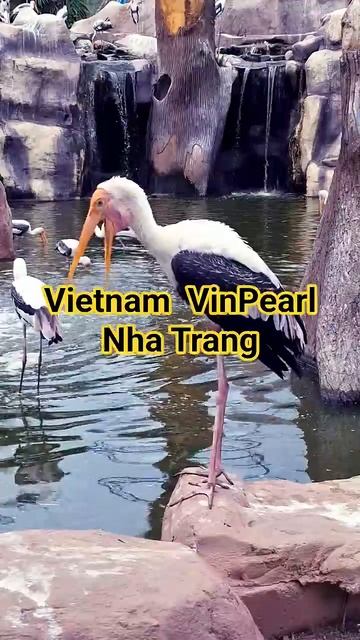 Nha Trang travel  Vietnam Vinpearl #vietnam #travel смотреть онлайн