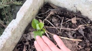 Весеннее черенкование . Мои секреты укоренения гортензий весной