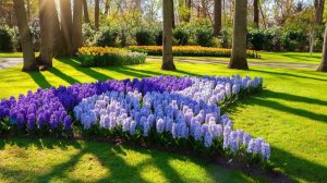 🇳🇱 Кёкенхоф, Нидерланды - Тюльпановый рай