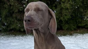 Охота на утку в мороз.