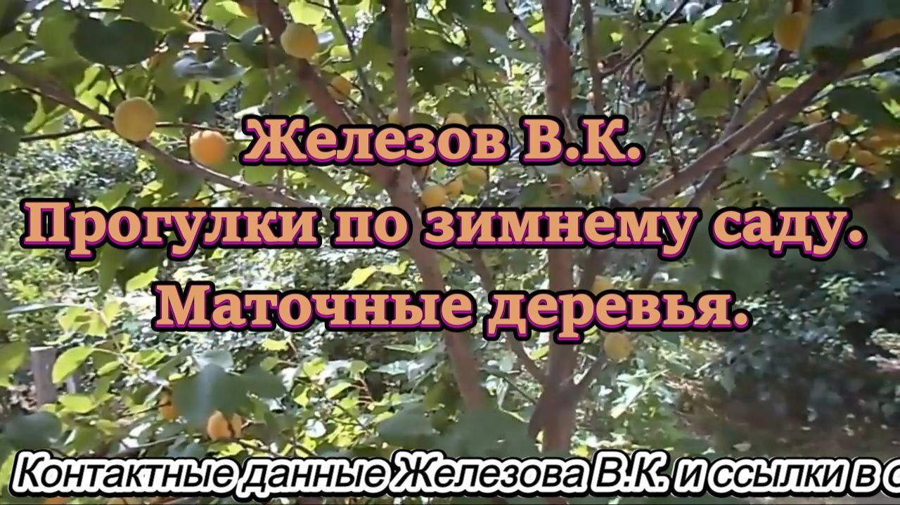 Железов В.К. Прогулки по зимнему саду. Маточные деревья. смотреть онлайн