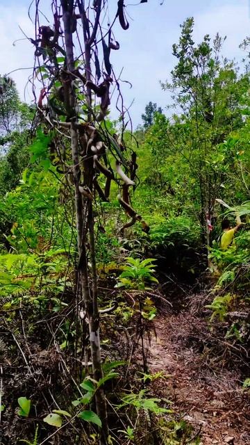 Активный отдых на острове Пенанг в Малайзии