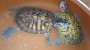 Красноухие черепахи 14 января 2026 года. Умная колонка Маруся рассказывает анекдоты!