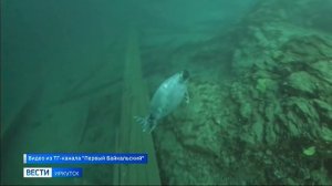 Дружелюбную нерпу сняли дайверы на глубине Байкала