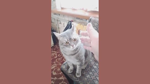 Басик, скажи гав-гав смотреть онлайн